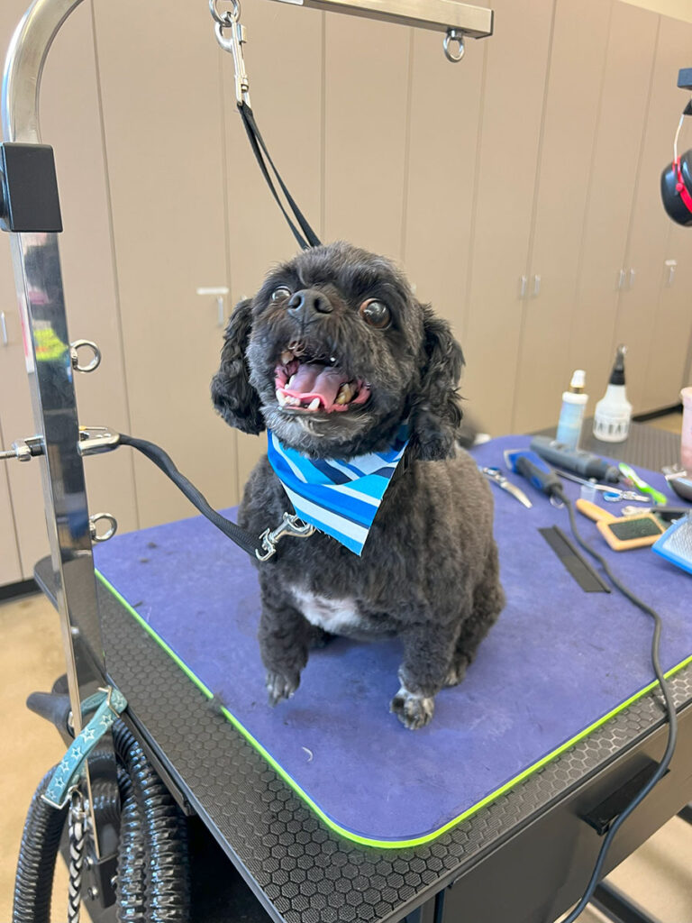 photo of dog with neck bandana