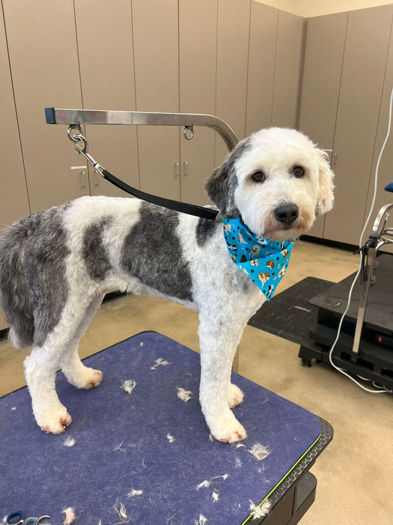 dog on grooming table